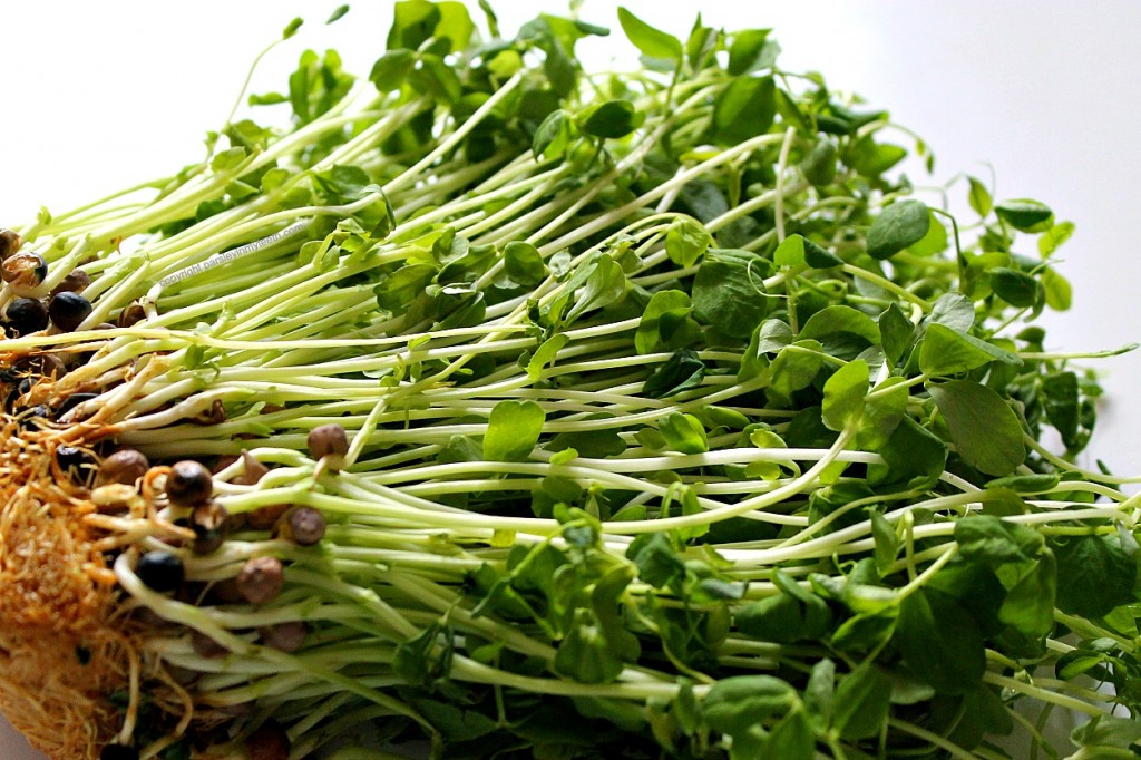 pea sprouts