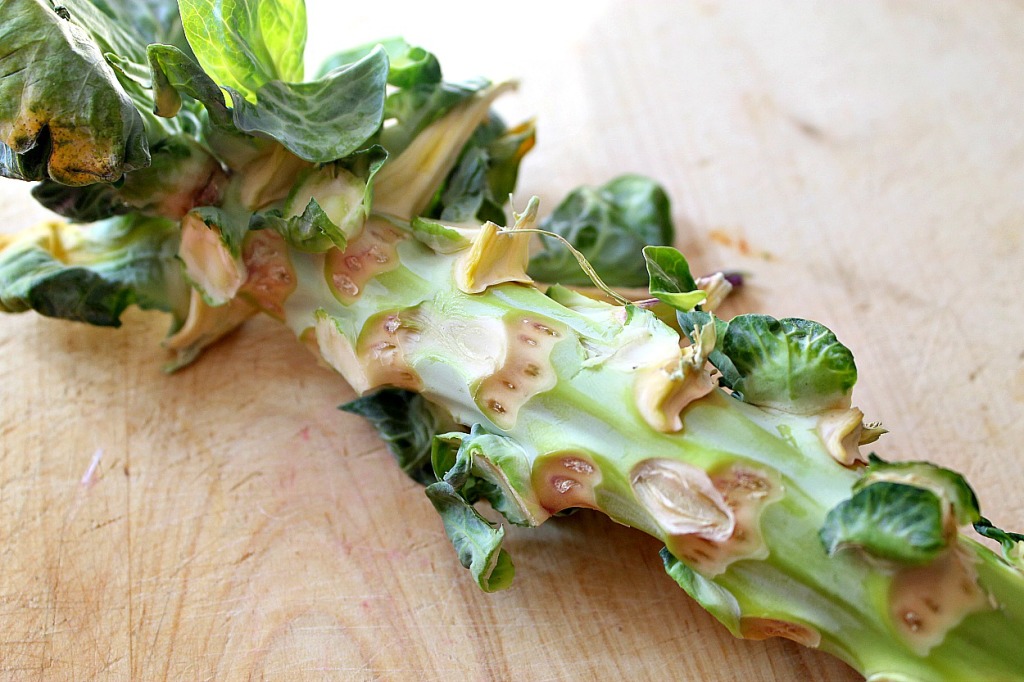 brussels sprout stalk 1